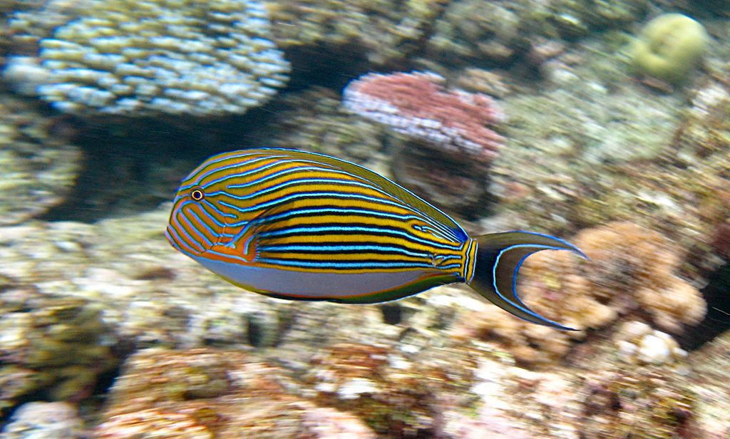 1024px-acanthurus_lineatus_flynn_reef