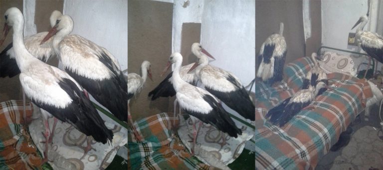 Уникално! Сафет прибра в дома си премръзнали щъркели, спасени са!