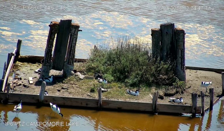 Камера в Посетителски център „Поморийско езеро“ показва птиците на лагуната в реално време