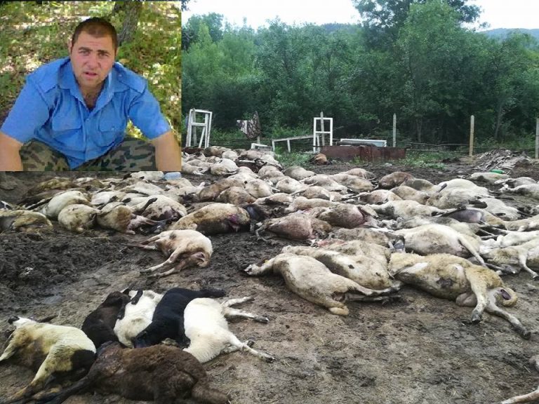 Животновъд от Кости за чумата в селото: Този път Странджа ще загине!