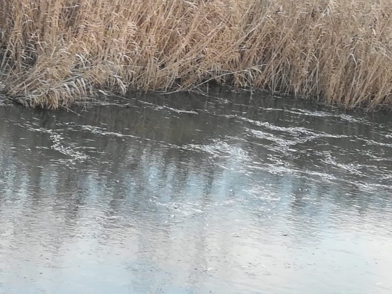 Взети са проби от водата в канал на язовир „Мандра“ , заради измряла риба