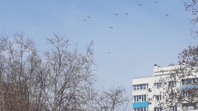 Първите щъркели прелетяха над Бургас