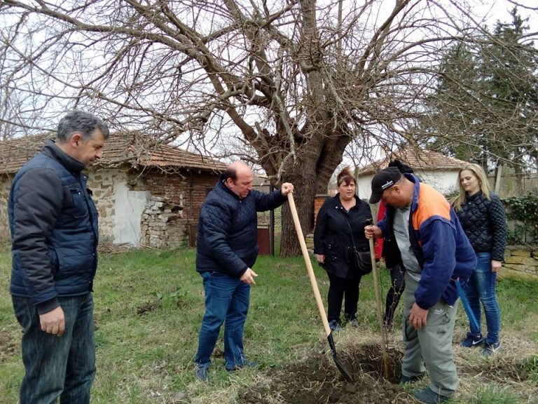 Посадиха брезички в Средец