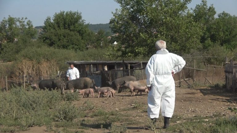 Спират проверките в свиневъдните стопанства в цялата страна