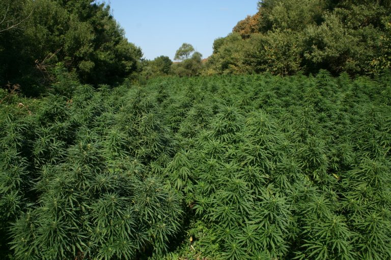 Гледат мярката на задържаните за нивата от 2.5 декара марихуана край Зидарово