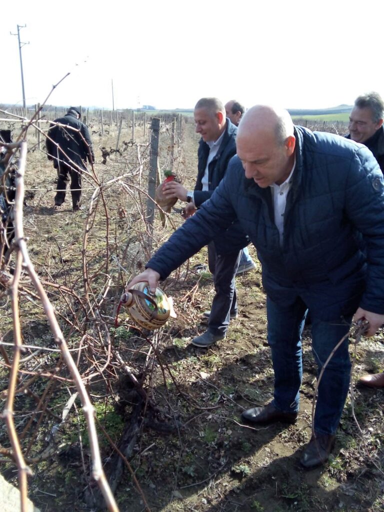 В Поморие зарязаха лозята, кметът се включи в ритуала /снимки/
