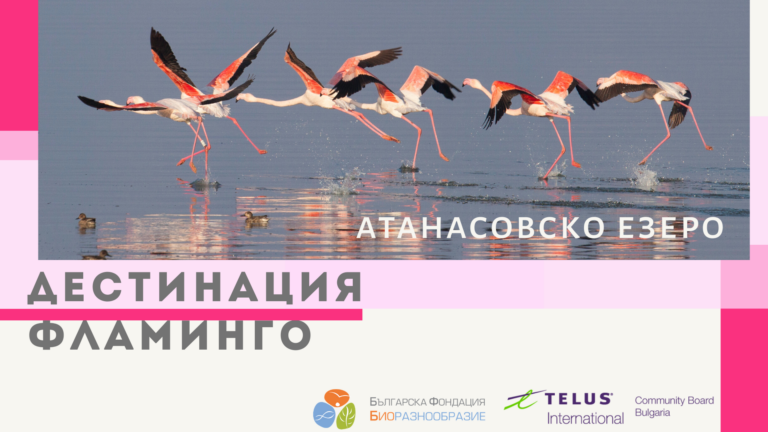 В Бургас организират наблюдение на розово фламинго