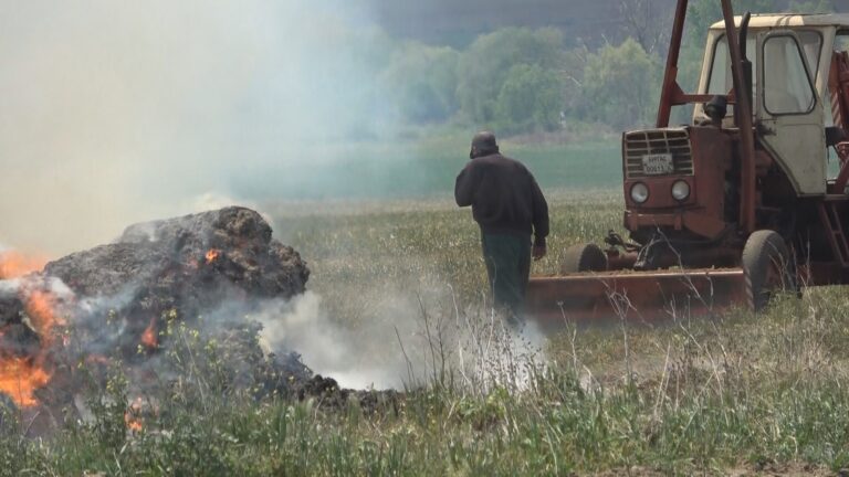 Бали с лавандула горяха в с. Просеник / снимки/