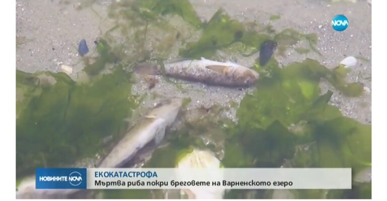 Стотици килограми мъртва риба покриха брега на Варненското езеро