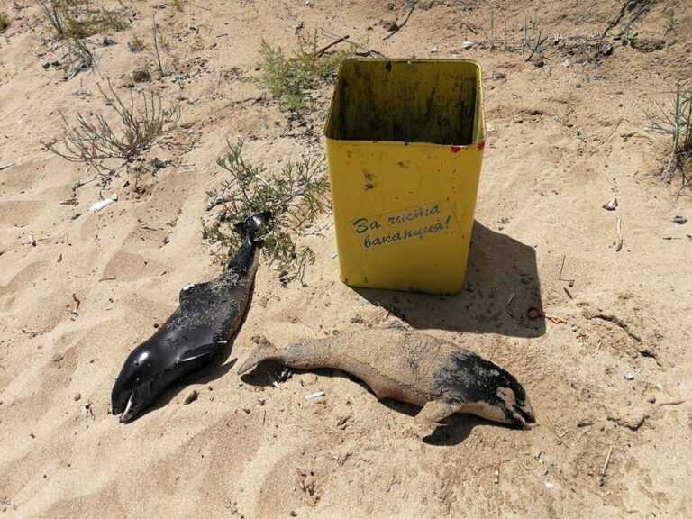 Тъжно: Делфинчета приключиха безгрижния си морски живот пред кошчето за боклук с надпис „За чиста ваканция“