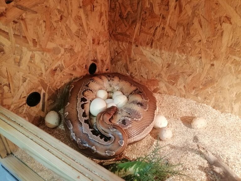 Кървавият питон Мери от експозицията „Snake House“ снесе 15 яйца, малките змийчета ще се излюпят есента