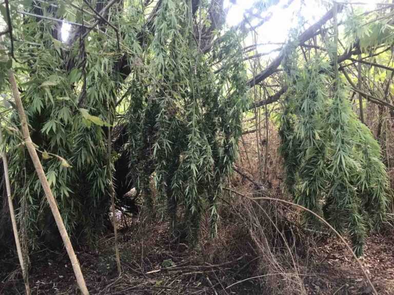 Разкриха селски складове за марихуана около Бургас, иззети са десетки килограми