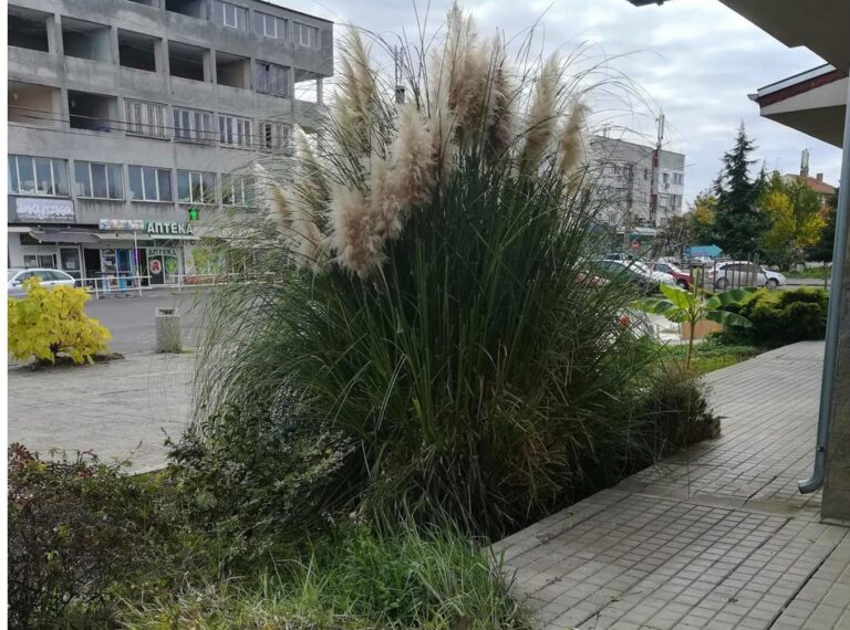 Конкурс за най-добро озеленяване в „Долно Езерово“