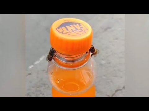 Въй! Две пчели развиват капачка