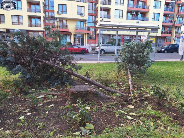 В Несебър премахват падналите вследствие на бурята дървета, изготвят експертна оценка на растителността /снимки/