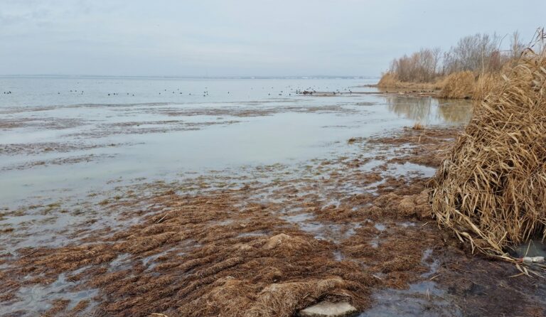 Десетки сигнали за неприятни миризми в района на езеро Вая
