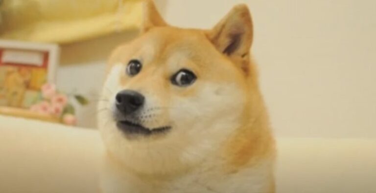 Почина кучето, вдъхновило мийма Doge