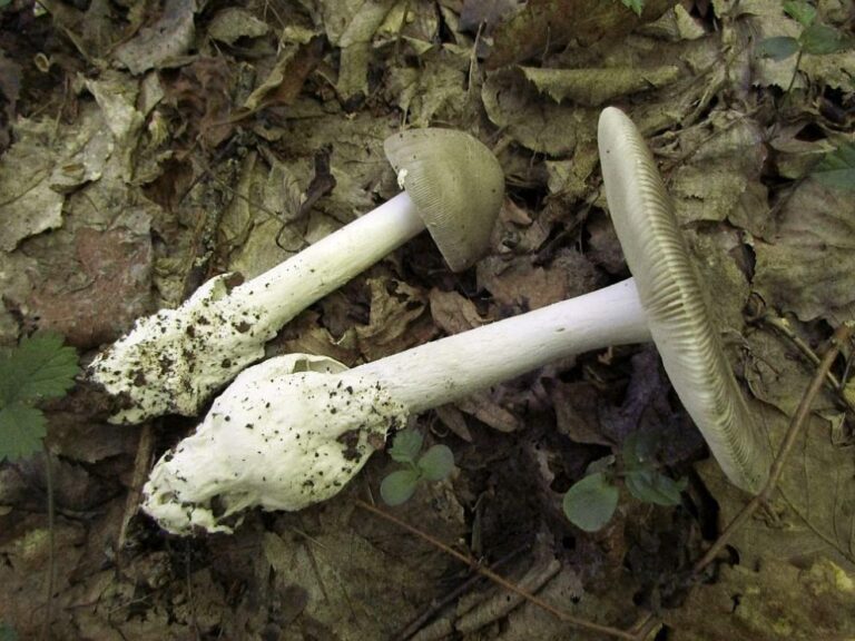 Amanita amplivelata: Учени откриха много рядък вид мухоморка в софийски парк