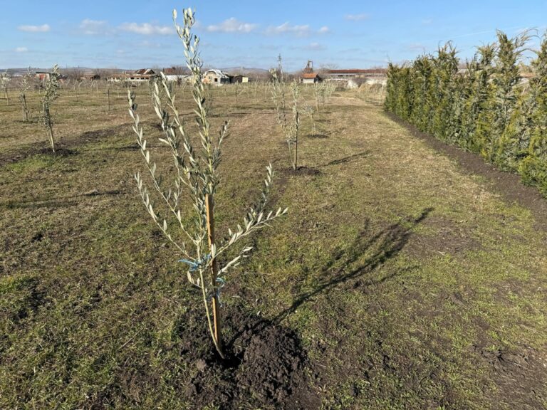 Първият по Черноморието масив с маслинови дръвчета се появи до бургаския зоопарк
