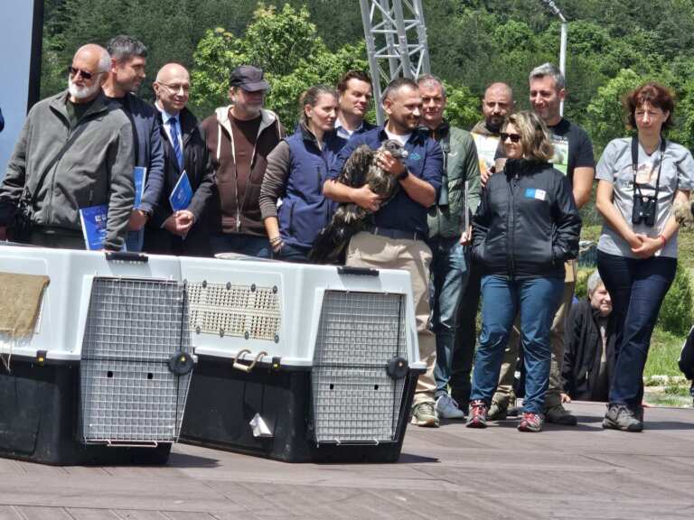 Обезопасяват електрически стълбове край Сливен заради пуснати на свобода брадати лешояди