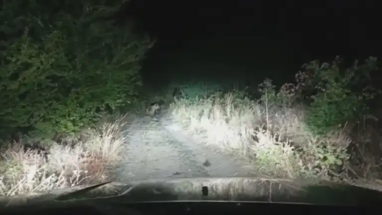 Мечка стръвница нахлу в женския манастир „Свети Спас“ край Сопот