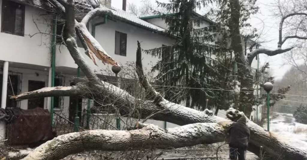 паднало дърво меден рудник