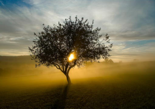 Morning Fog Tree