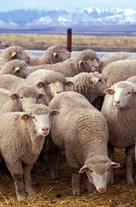 270px-flock_of_sheep1.jpg