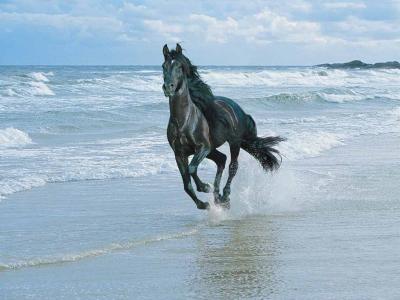 horse-beach.jpg
